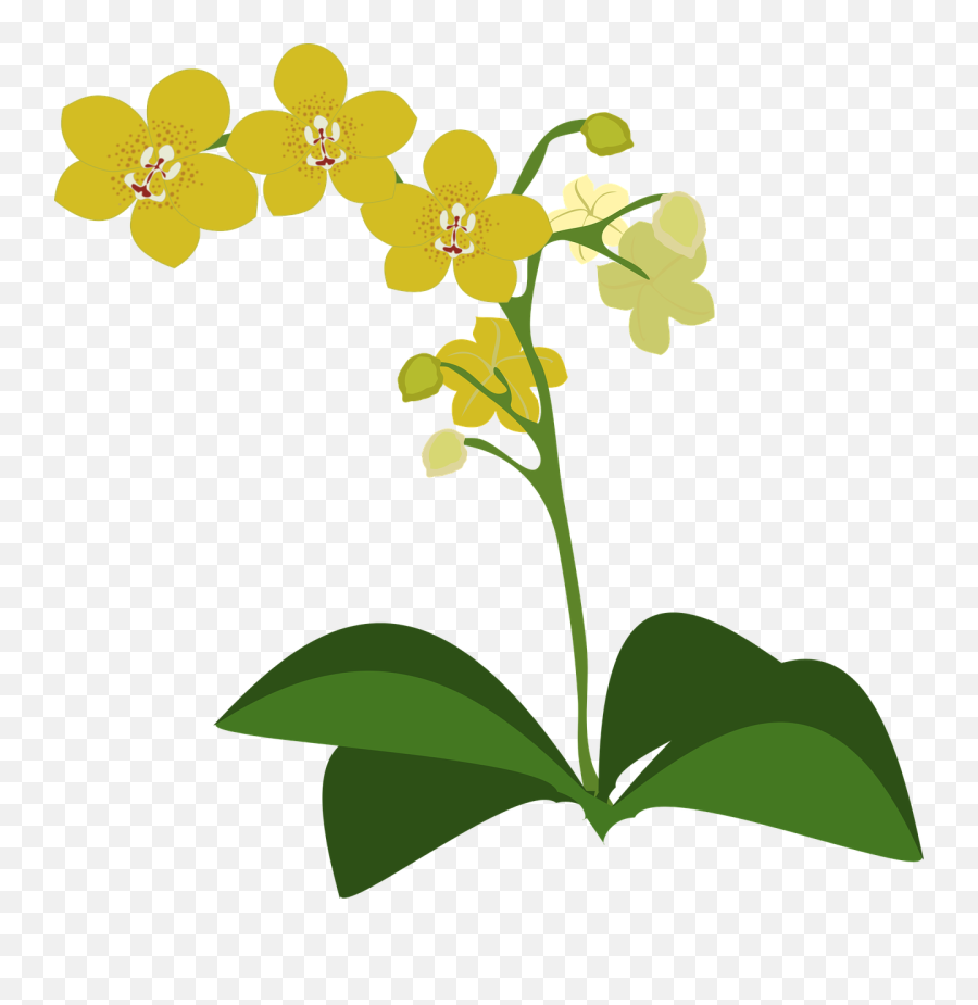 Science And Nature Clipart Gram Image - Yellow Orchid Drawing Emoji,Nature Clipart