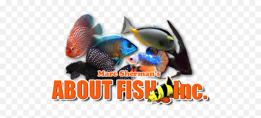 About Fish Emoji,Fish Logo Png
