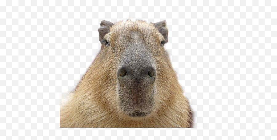 The Most Edited Capybara Picsart Emoji,Capybara Clipart