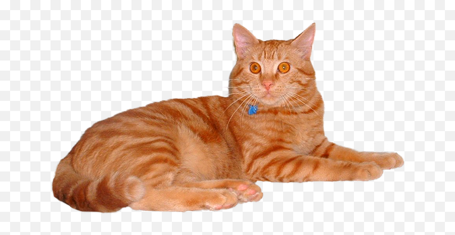 Download Hd Feline Vaccines - Orange Tabby Cat Transparent Png Orange Tabby Cat Emoji,Cat Transparent Background