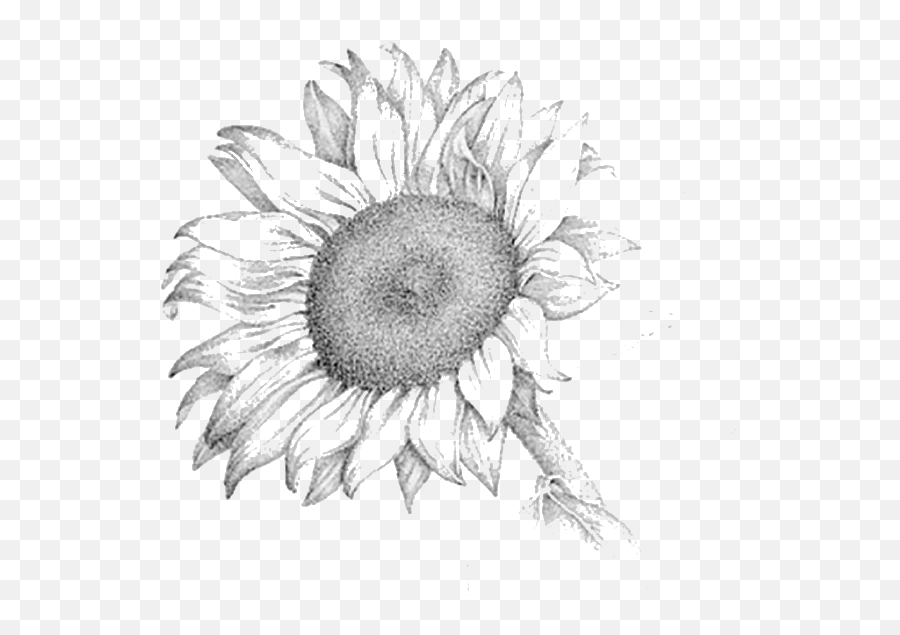 Black And White Pictures Of Sunflowers - Realistic Drawings Of A Sunflower Emoji,Sunflower Clipart Black And White