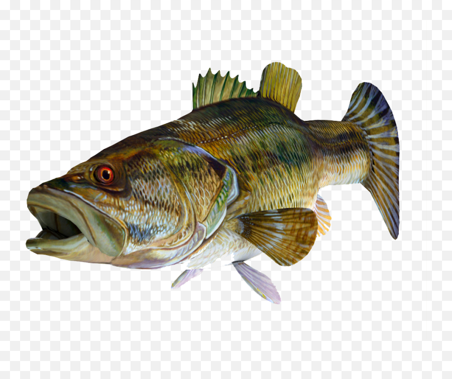 Redeye Bass 3d Fish Png Image With - Fish Transparent Background Emoji,Fish Png