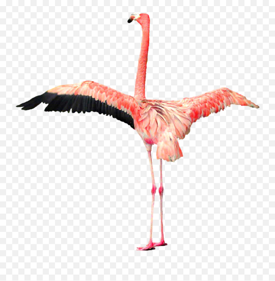 Flamingo Png Clipart U2013 Free Png Images Vector Psd Clipart - Portable Network Graphics Emoji,Flamingo Clipart