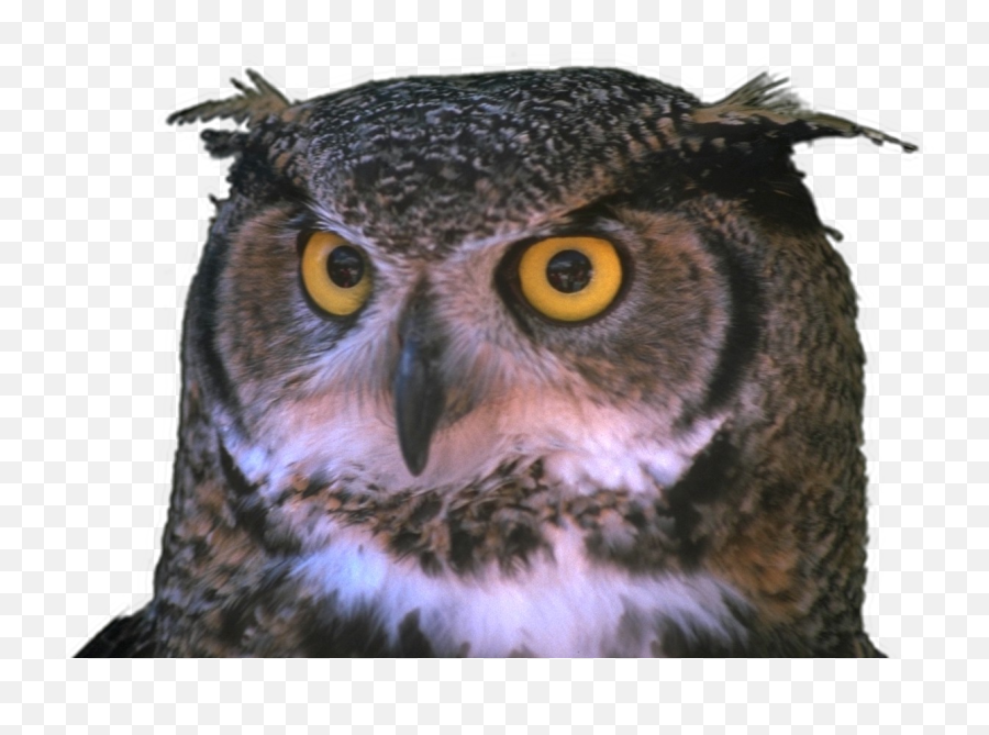 Miscellaneous Png Images Using Img - Owl With One Eye Emoji,Interlaced Png