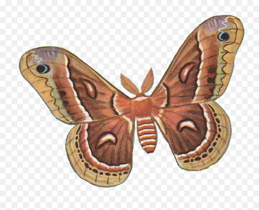 Moth Png Photos - Moth Clipart Emoji,Moth Transparent