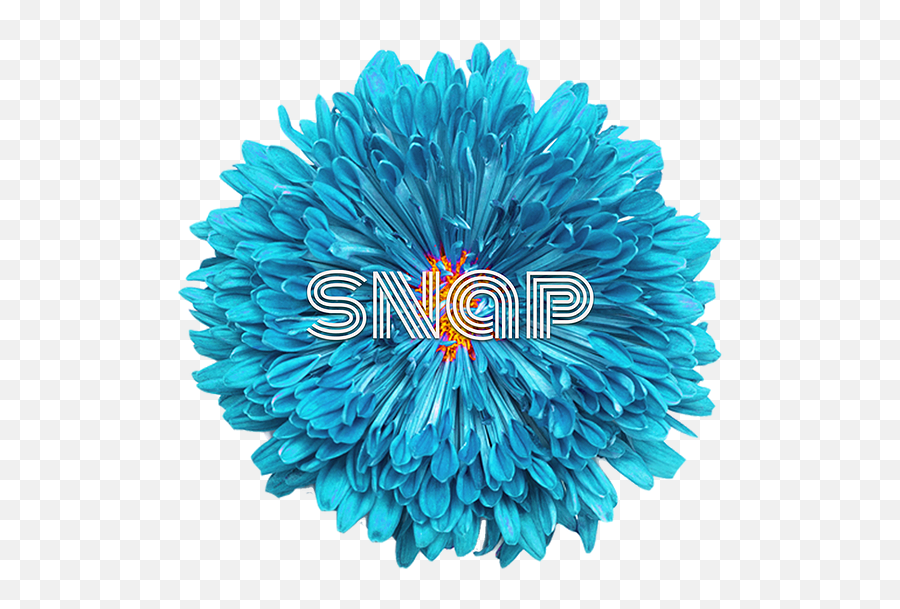 The Floral Escape I Memorable Immersive Experiences Emoji,Blue Flower Png