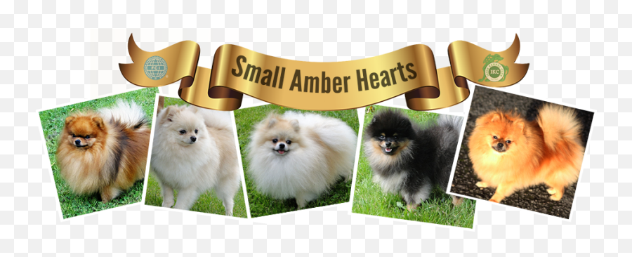 Download Website Logo Emoji,Pomeranian Png