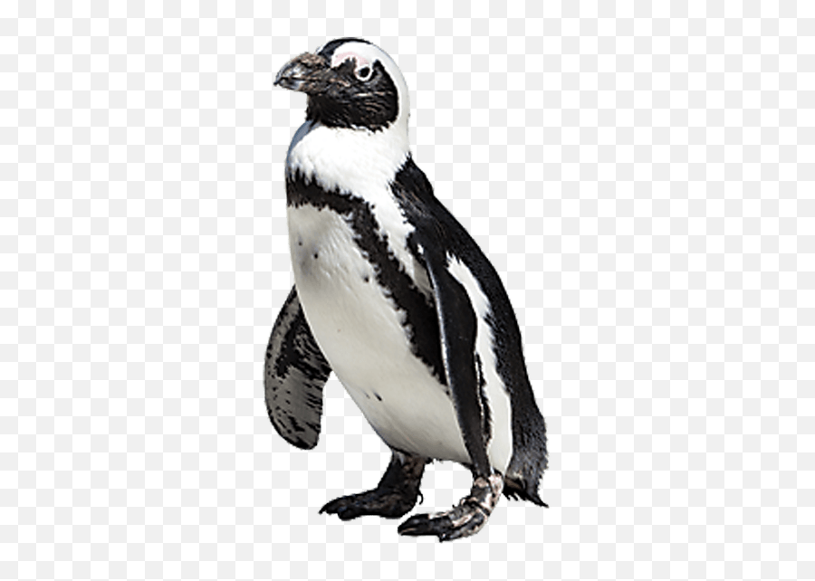 African Penguin Png Transparent Png - African Penguin Png Transparent Emoji,Penguin Png
