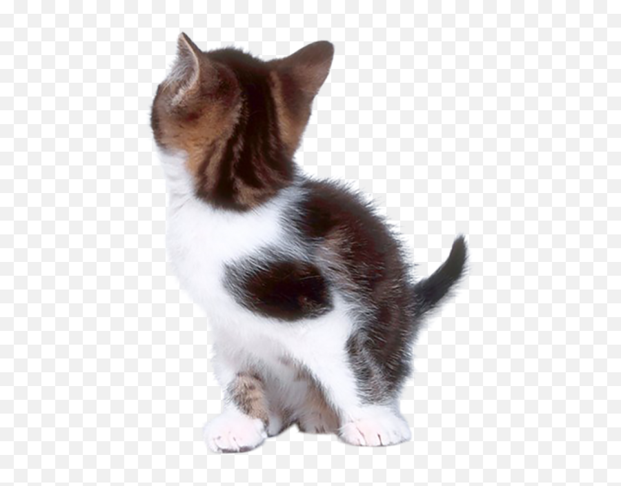 Download Back Of Cat Transparent Background - Full Size Png De Michi Fondo Transparente Emoji,Cat Transparent Background