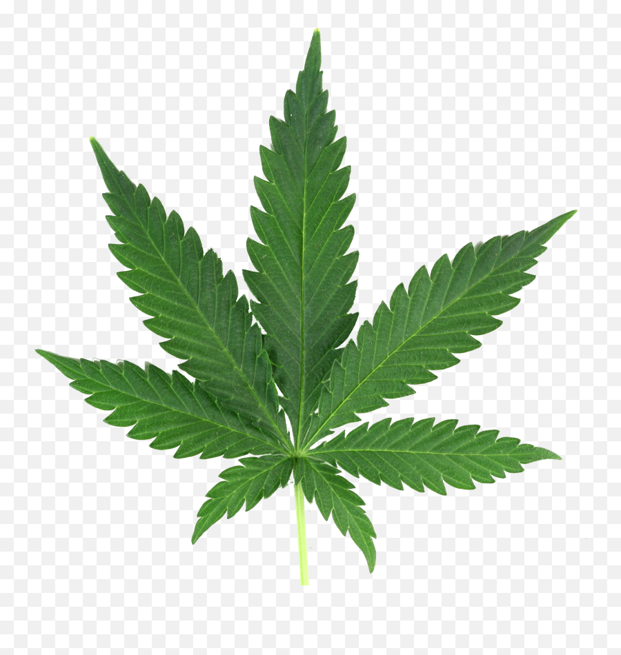 Marijuana Leaf Png Real - Marijuana Leaf Real Emoji,Leaf Png