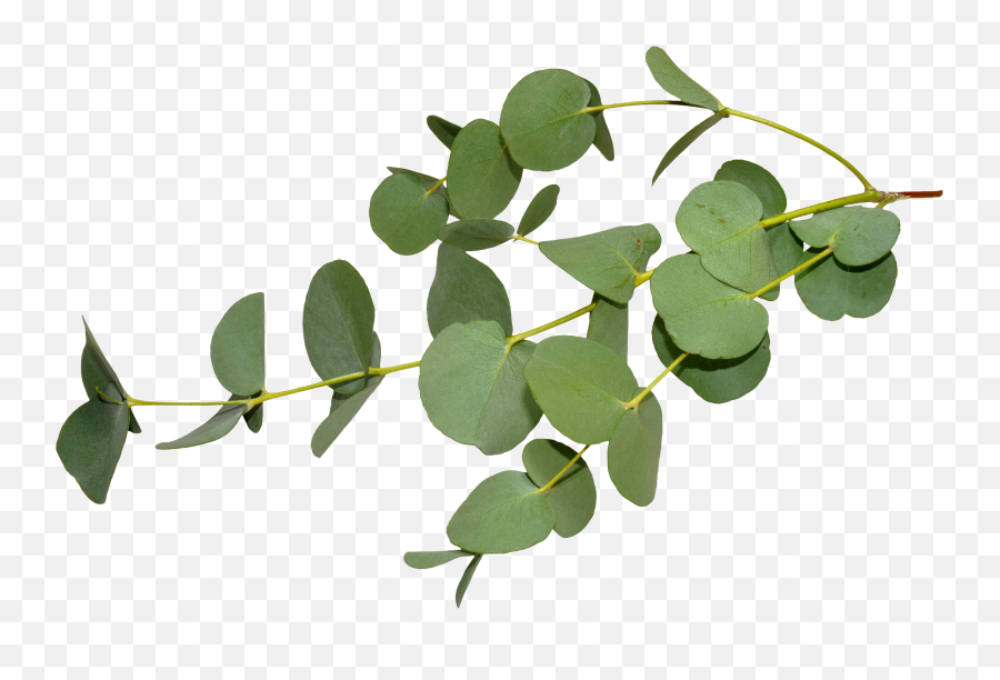 Download Hd Eucalyptus Leaves Png - Eucalyptus Leaves Eucalyptus Leaf Emoji,Leaves Png