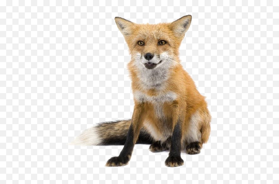 Red Fox Transparent Images Png Arts - Am Not Animal Rights Emoji,Fox Transparent Background