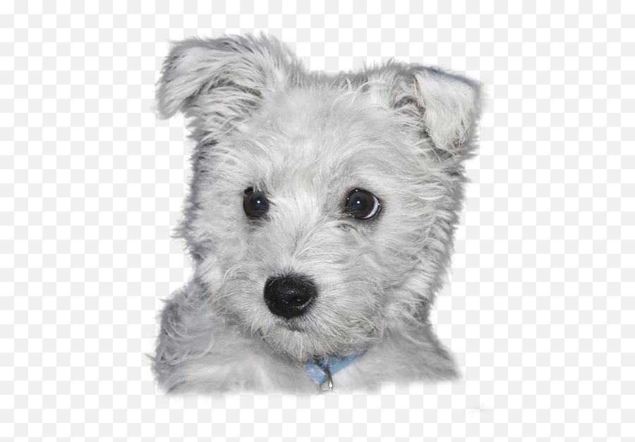 Transparent Background Duvet Cover - Transparent Background Throw Pillow Emoji,Puppy Transparent Background