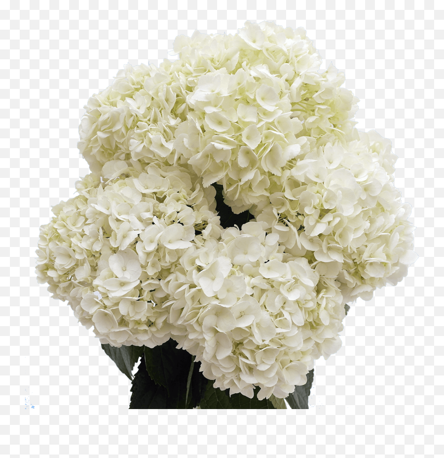 40 Premium White Hydrangea Flowers - White Hydrangea Flowers Emoji,Hydrangea Png