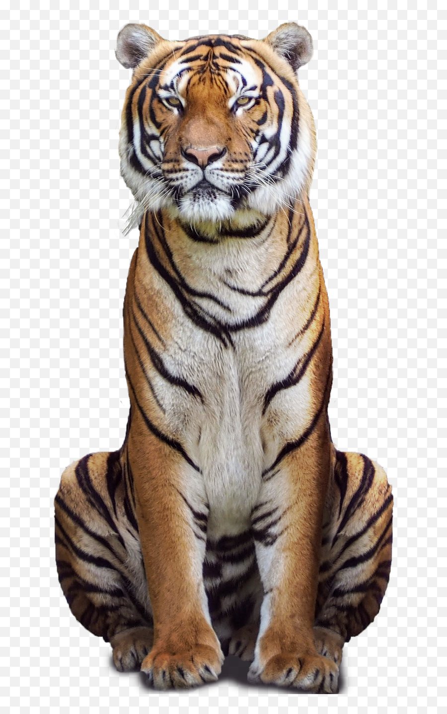 Photo Editing With Tiger Concept - Tiger Photo Editing Hd Png Emoji,Tiger Png