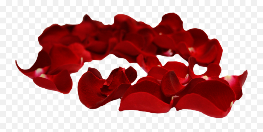 Red Rose Petals Png Transparent Png - Transparent Background Roses Petals Png Emoji,Rose Petals Png
