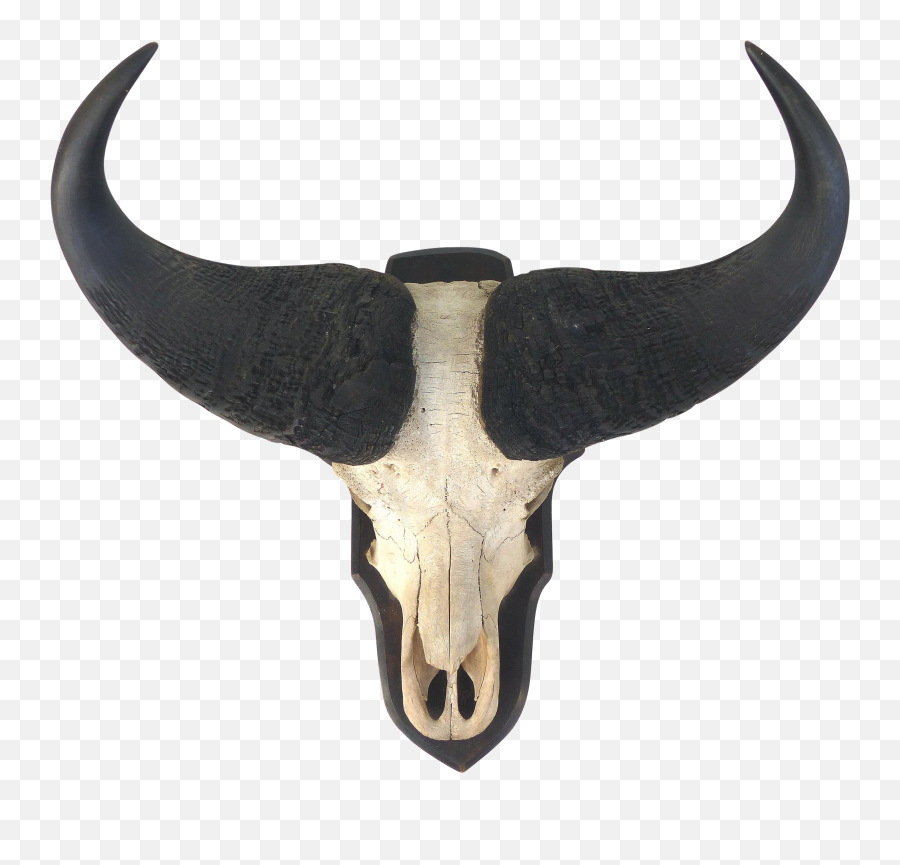 Download Water Buffalo Skull With Horns - Tamaraw Horn Png Emoji,Horn Png