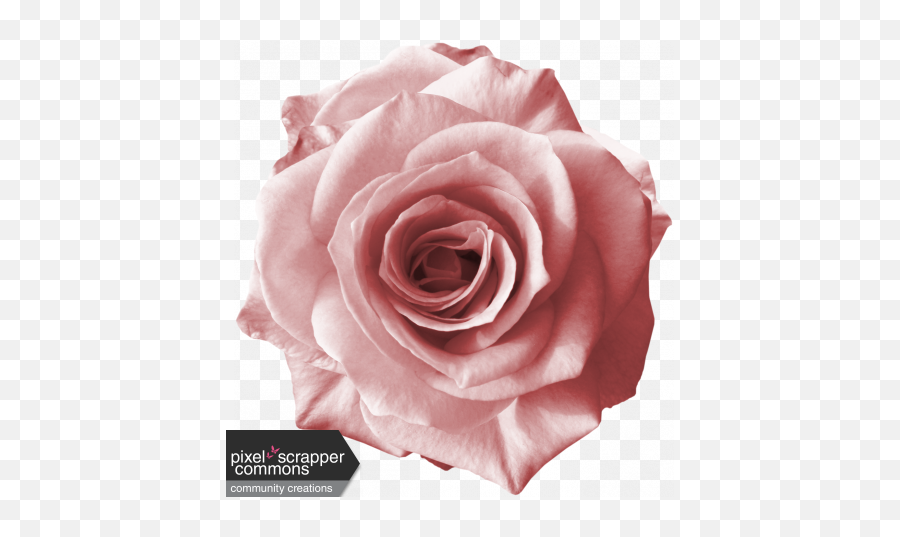 Rebel Rose Graphic By - Light Pink Rose Png Full Size Png Girly Emoji,Pink Rose Png