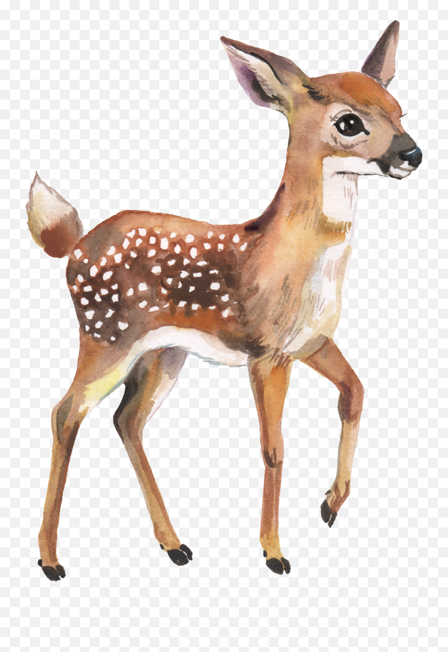 Little Deer Watercolor Watercolor - Deer Watercolor Woodland Animals Png Emoji,Forest Clipart Backgrounds