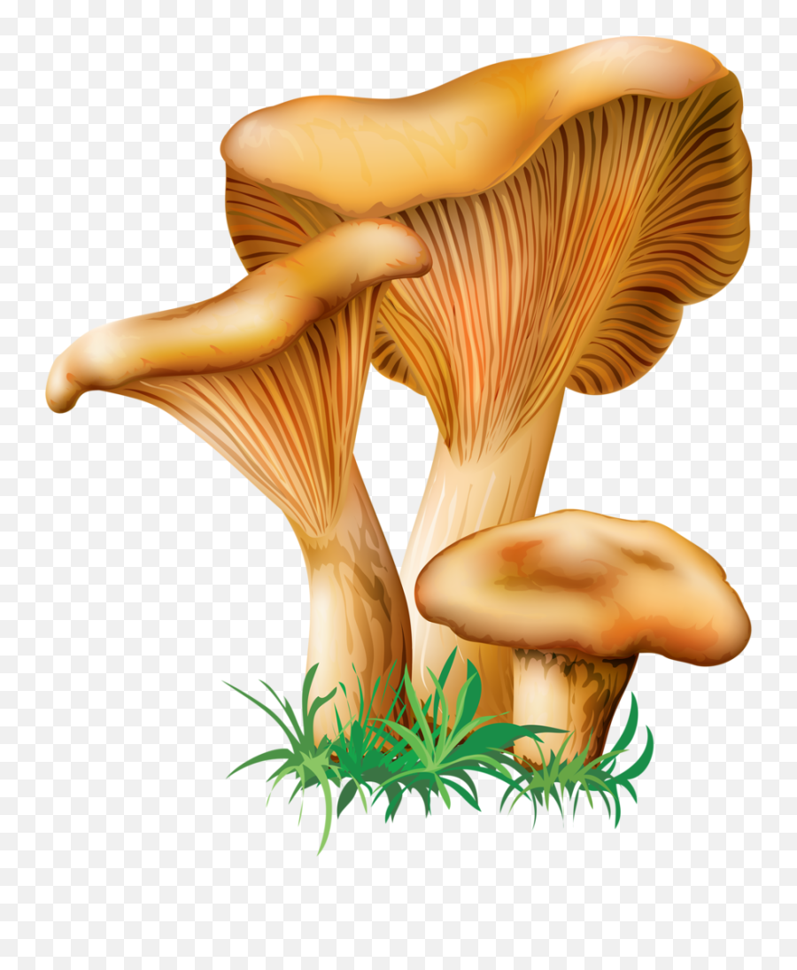 Download 4 - Oyster Mushroom Clip Art Full Size Png Image Emoji,Fungus Clipart
