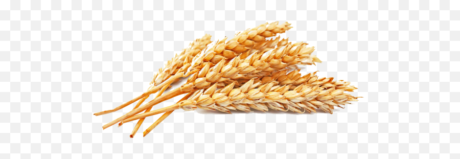 Golden Wheat Atta Flour Whole Wheat Seed Cereal U2013 Free Png - Wheats Png Emoji,Wheat Clipart