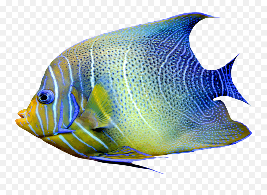 Fish Png Images Transparent Pictures - Fish Transparent Png Emoji,Fish Png