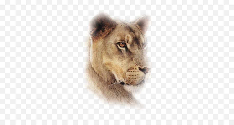 Download Misted - Female Lion Face Side Emoji,Lioness Png