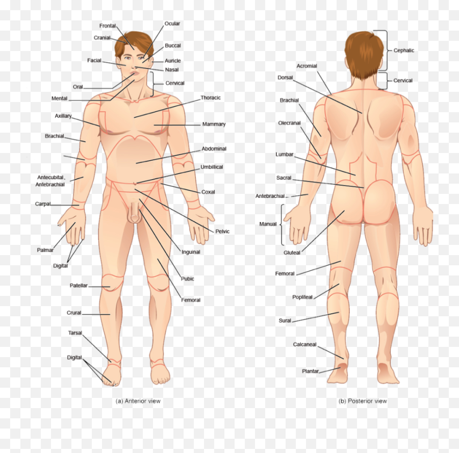Human Body Png - Human Body Parts Name Emoji,Body Png