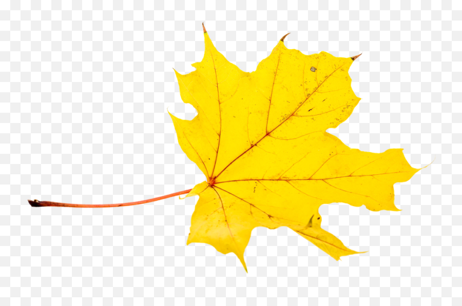Autumn Leaves Leaf Png Png Picpng - Szi Falevél Átlátszó Háttérrel Emoji,Leaves Png