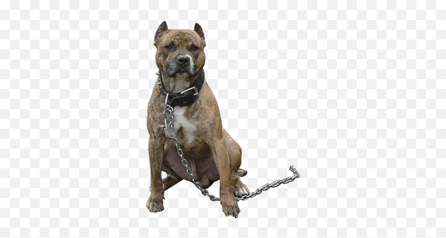 Pitbull Dogs - Dog On Chain Png Emoji,Dogs Png