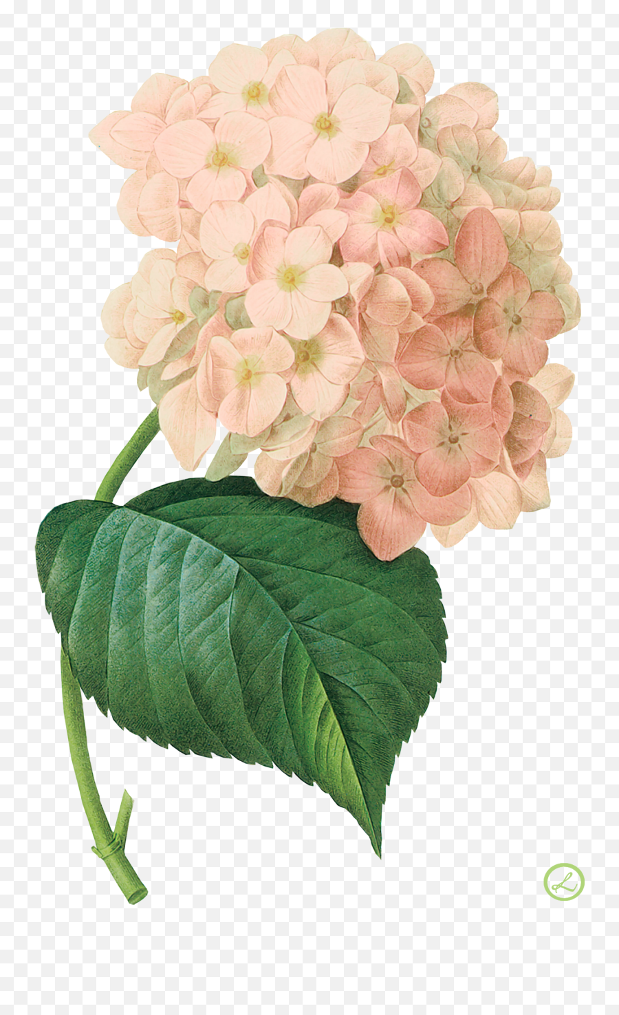 Pink Hydrangea Png Watercolor Png Png - Vintage Hydrangea Emoji,Hydrangea Png