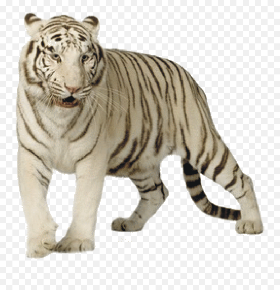 Download White Tiger - White Tiger Png Transparent Emoji,Tiger Png