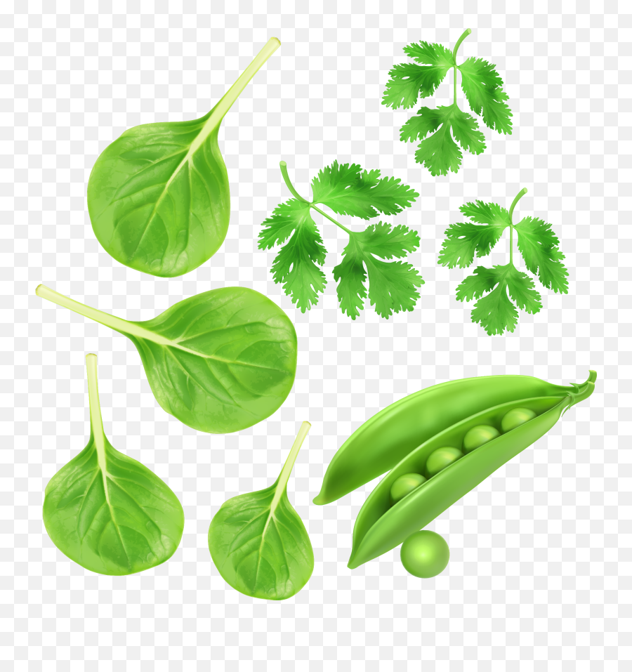 Green Vegetables Parsley Peas Vector Vegetables - Vegetable Emoji,Peas Clipart