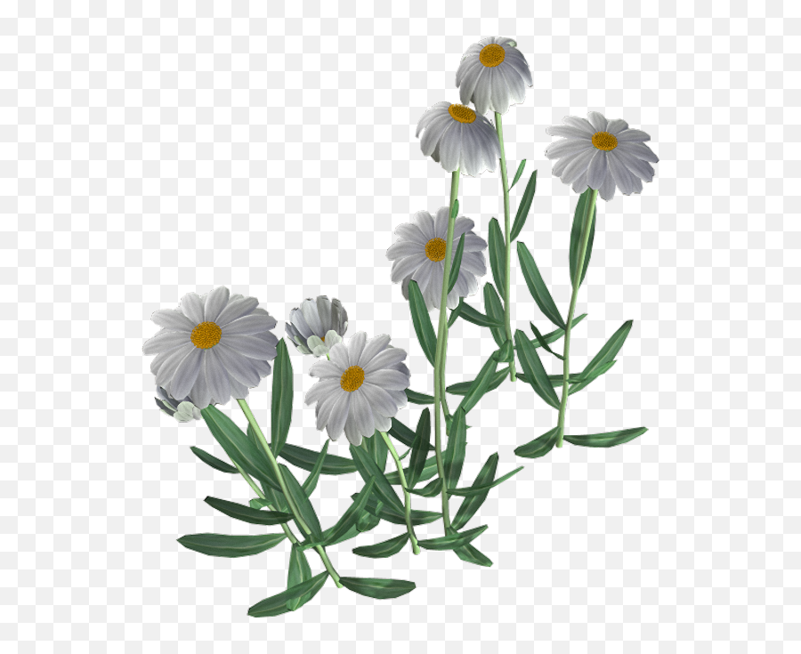 Beautiful Camomile Flower Png - Chamomile 582x654 Png Emoji,Daisy Flower Png