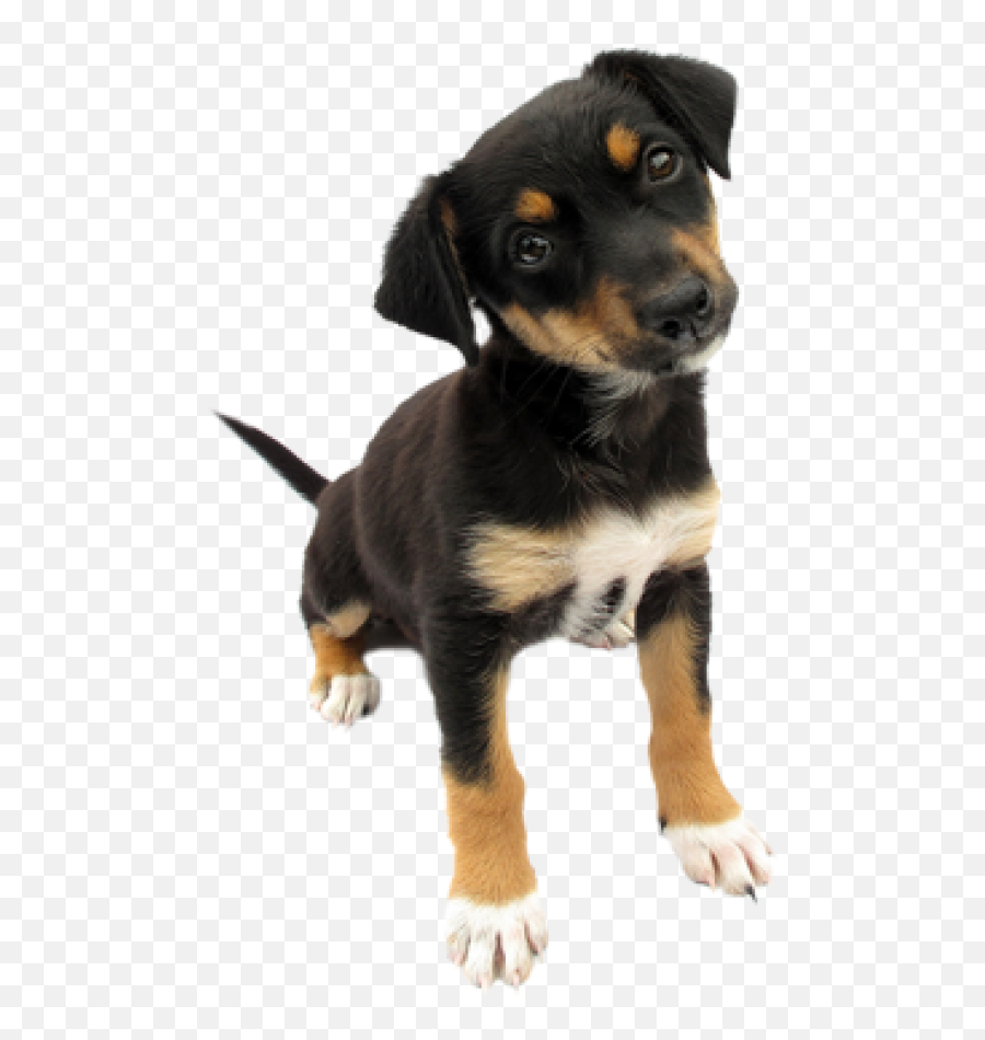Puppy Dog Png Images Download Puppy Dog Pictures - Dogs With Transparent Background Free Emoji,Puppy Png