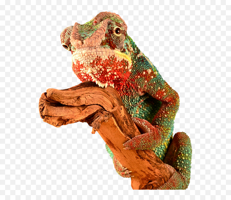 Reptile Chameleon Lizard - Adaptable And Flexible Emoji,Chameleon Png