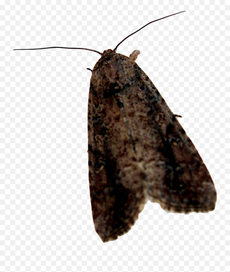 Moth Png Background Image - Moth Png Emoji,Moth Transparent