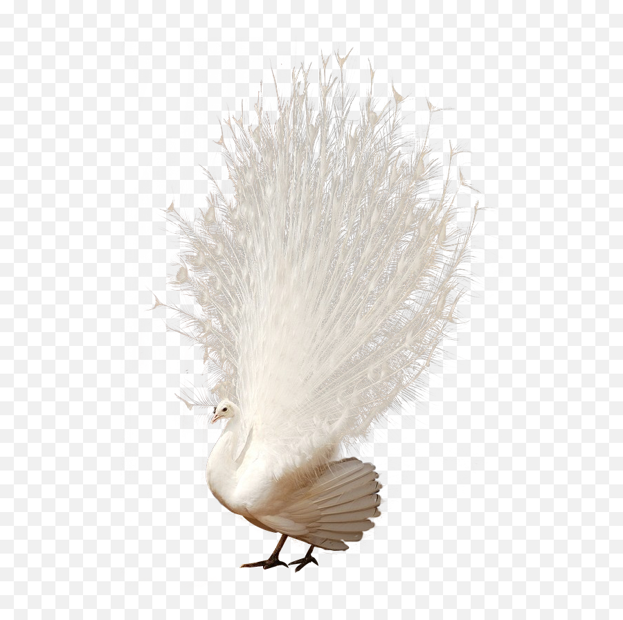 Transparent Bird Feathers Png - Peafowl Png Download Full White Peacock White Background Emoji,Feathers Png