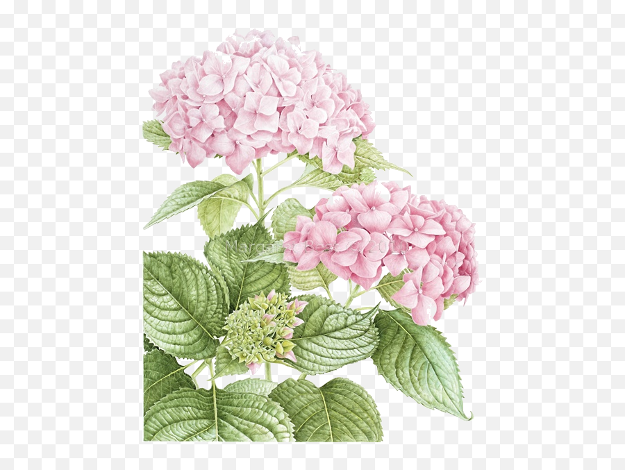 Botanical Art Hydrangea Png Image With - Pink Hydrangea Watercolor Clipart Emoji,Hydrangea Png