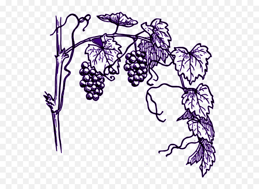Grape Vine Clipart - Grape Vine Coloring Page Emoji,Grapes Clipart