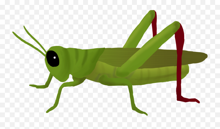 Grasshopper Clipart Hq Png Image - Grasshopper Clipart Png Emoji,Grasshopper Clipart