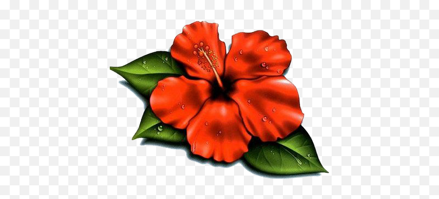 Hibiscus Flower Tattoos - High Quality Photos And Flash Hawaii Flower Free Clip Art Emoji,Hibiscus Flower Clipart