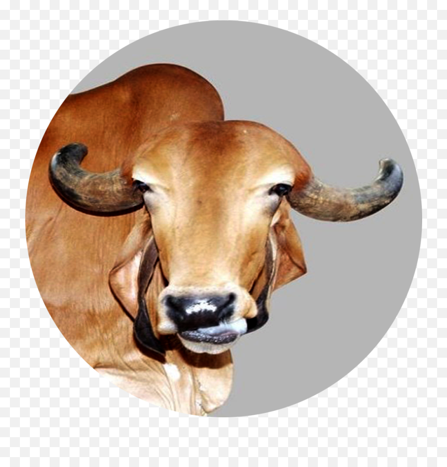 Ox Clipart Gir Cow - Gir Cow Transparent Cartoon Jingfm Indian Cow With Tail Emoji,Ox Clipart