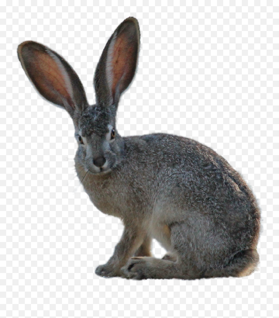 Kangaroo Png Image Emoji,Kangaroo Transparent