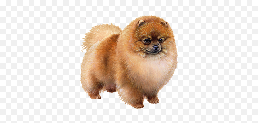 Wisdom Dog Breeds Emoji,Pomeranian Png