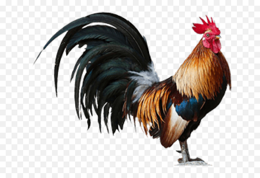 Download Transparent Png Cock Black Clipart Images For Free - Con Gà Tranh Nh Emoji,Free Commercial Use Clipart