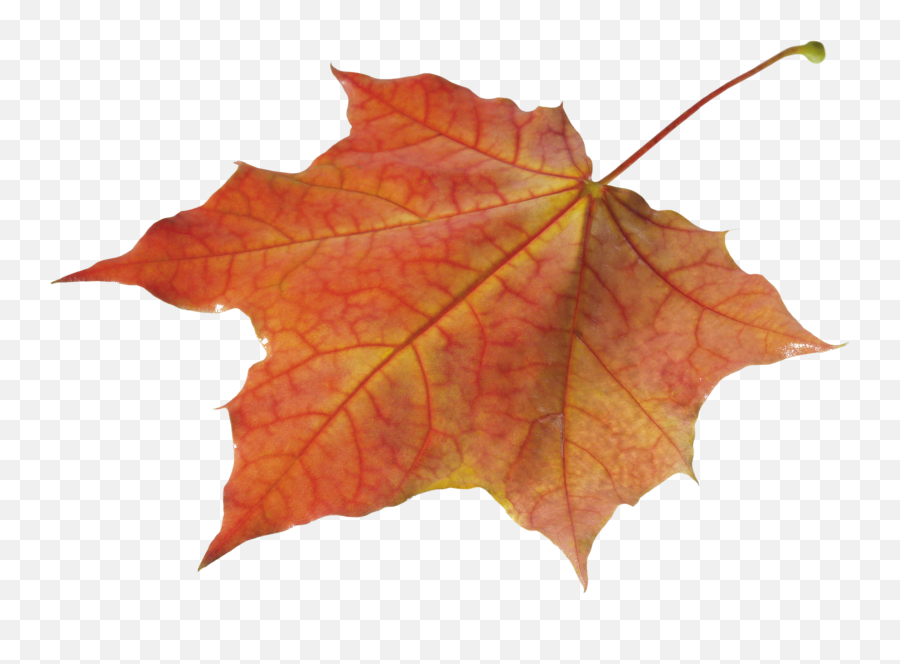 Autumn Leaves Clipart Pile Fall Leaves - Autumn Leaf Png Fall Leaf Transparent Background Png Emoji,Fall Leaves Clipart