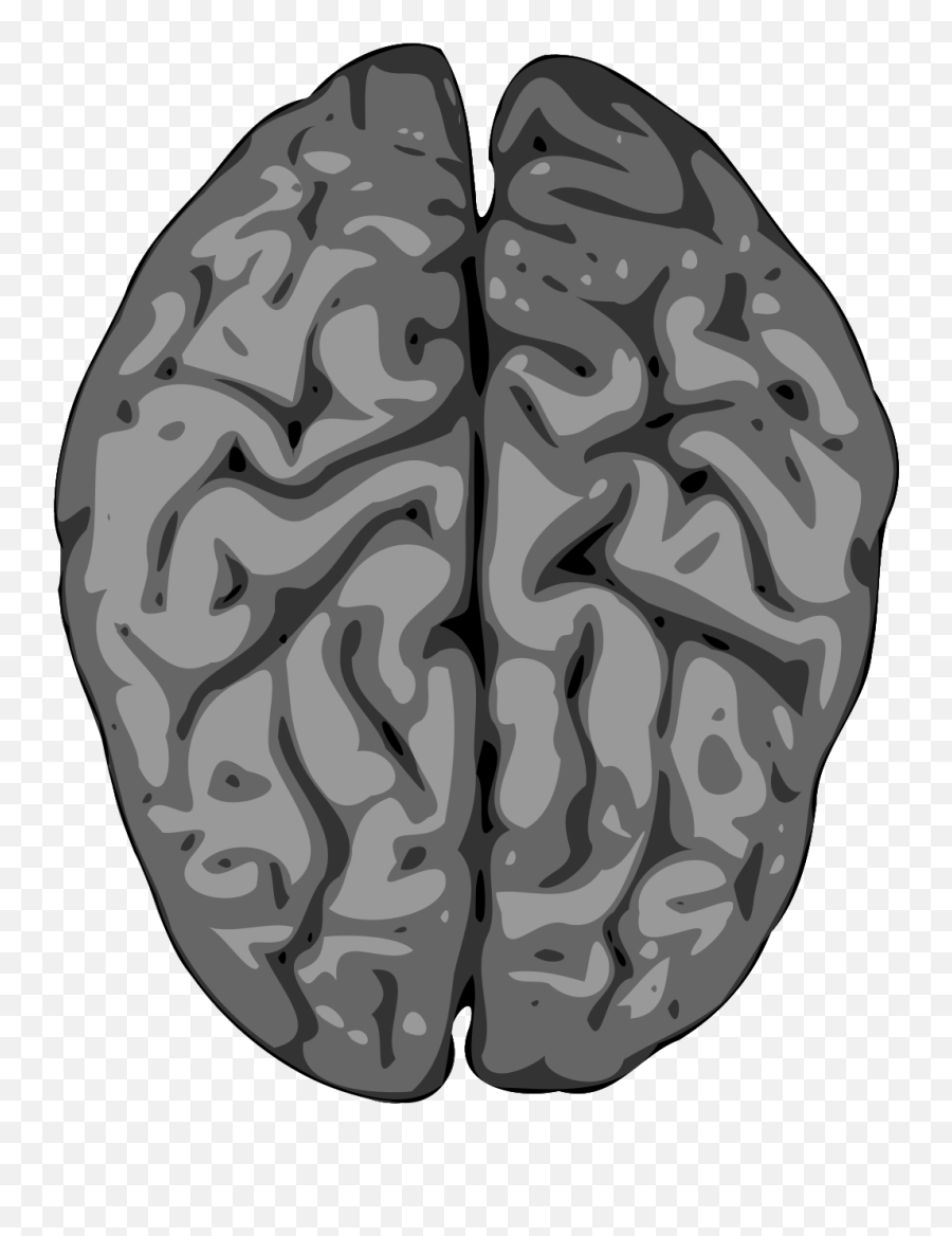 Grey Brain Svg Vector Grey Brain Clip Art - Svg Clipart Spine And Brain Transparent Emoji,Brain Clipart Png