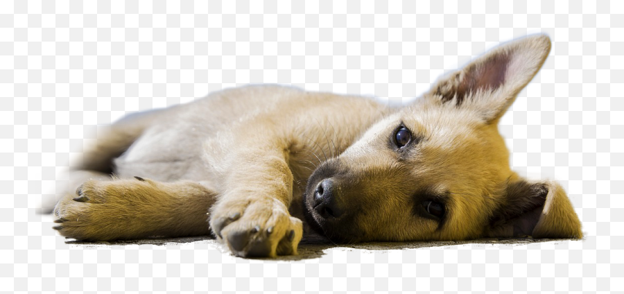 Sleeping Dogs Png - Dog Sleeping Transparent Emoji,Dogs Png