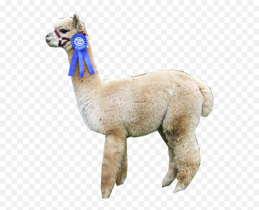 Download Alpaca - Transparent Llama Png Emoji,Alpaca Png
